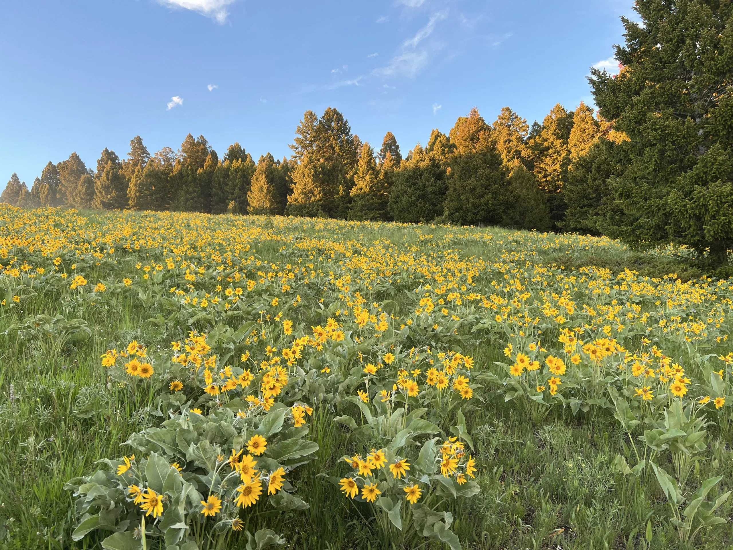 Montana meadow Philipsburg MT.